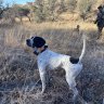 englishpointer